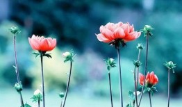 爱爆料娱乐区明星的人是谁,热衷于曝光娱乐圈明星动态的神秘人物